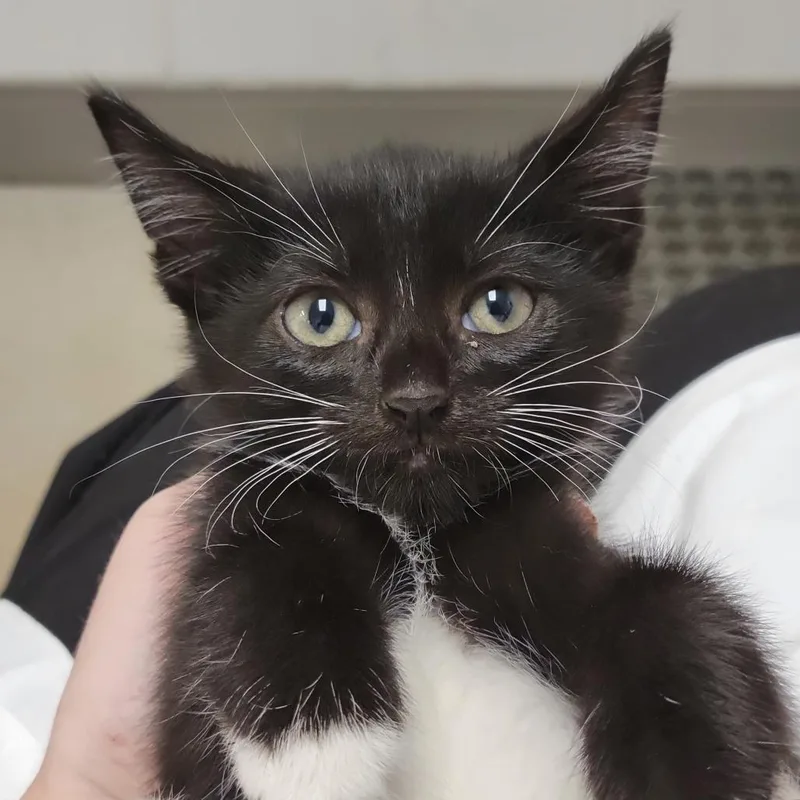 A baby small-sized male Black Domestic Short Hair cat named Wren for adoption in Sarasota, FL