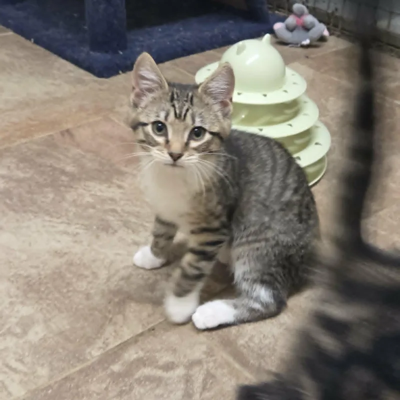 A young medium-sized male Tabby (Brown / Chocolate) Domestic Short Hair cat named Nox for adoption in Lancaster, KY