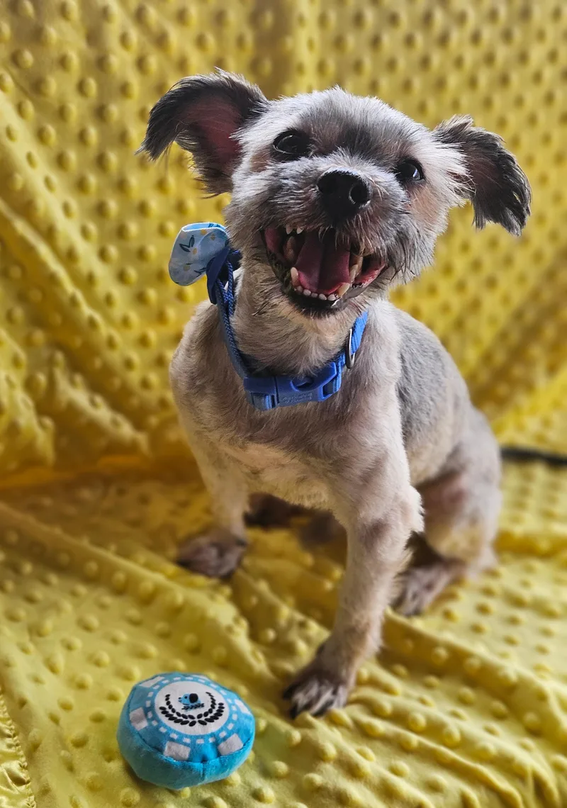 An adult small-sized male Gray / Blue / Silver Yorkshire Terrier dog named Bucket for adoption in Plano, TX