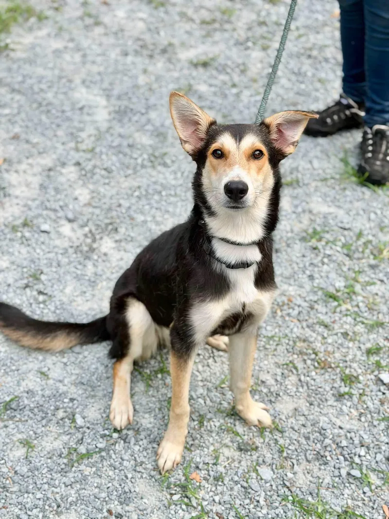 A young medium-sized female German Shepherd Dog dog named Dixie for adoption in Elizabethtown, NC