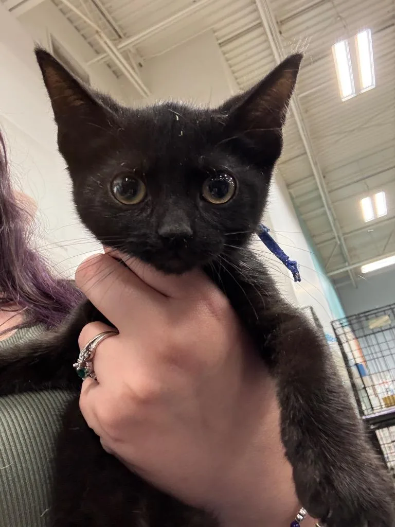 A baby small-sized male Domestic Short Hair cat named Bautista for adoption in Augusta, GA