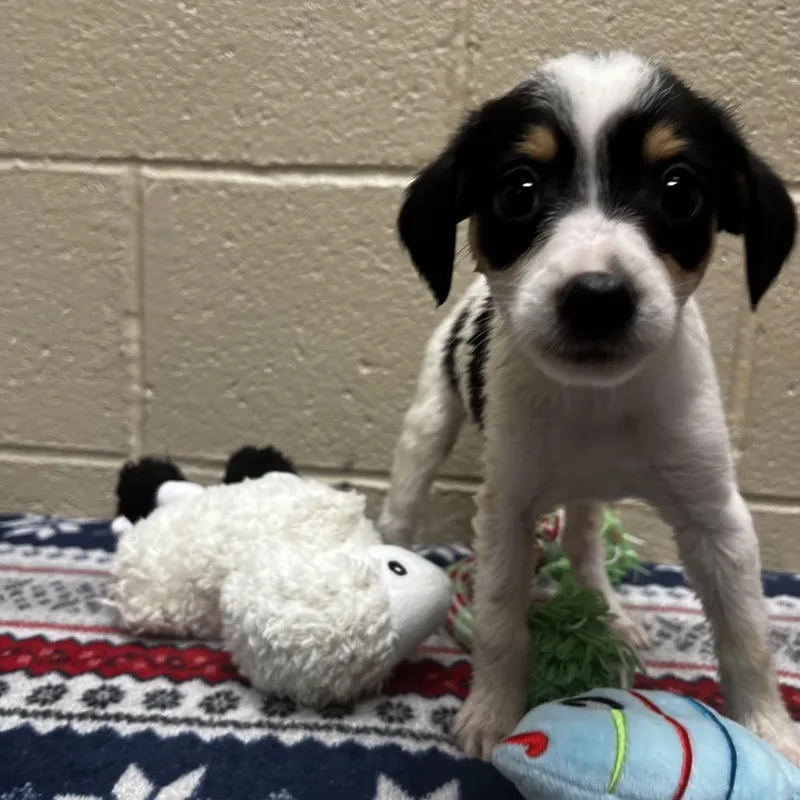 A baby small-sized female Black Beagle dog named Egypt for adoption in Caryville, TN
