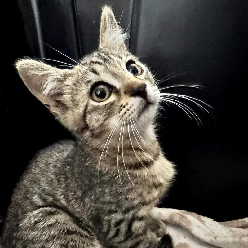 A baby small-sized male Brown / Chocolate Domestic Short Hair cat named Wemby for adoption in Long Beach, CA