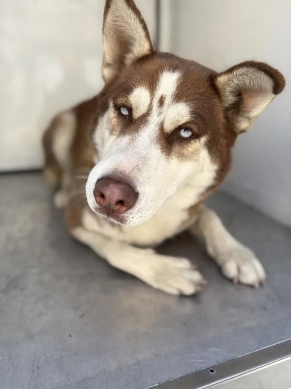 An adult large-sized male Siberian Husky dog named Oakley for adoption in Victorville, CA