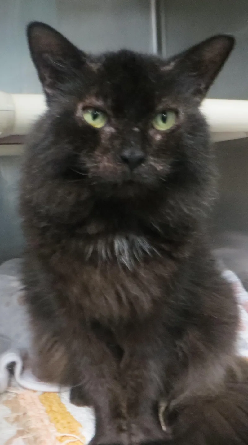 An adult medium-sized female Black Domestic Long Hair cat named Wylie for adoption in Taunton, MA