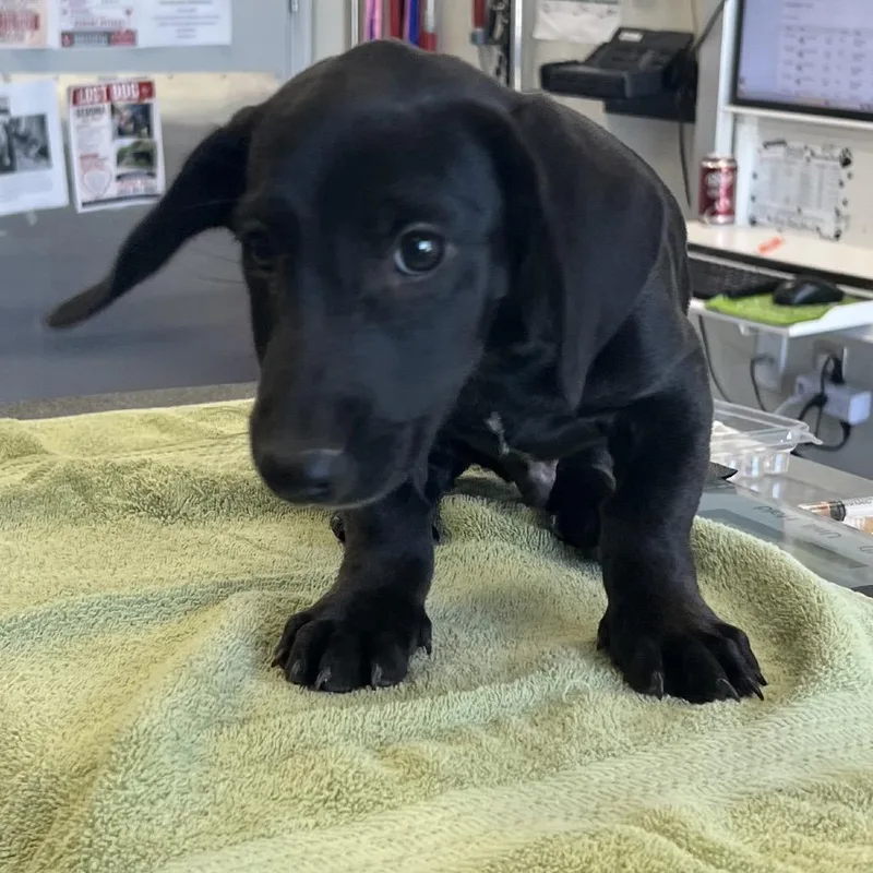 A baby small-sized male Black Mixed Breed dog named Pepsi for adoption in Las Cruces, NM