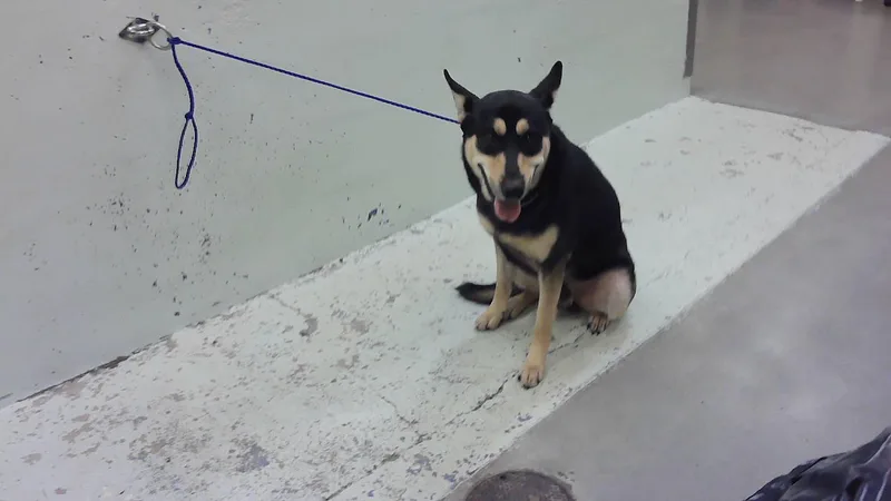 A young large-sized male German Shepherd Dog dog named Bubs for adoption in Houston, TX