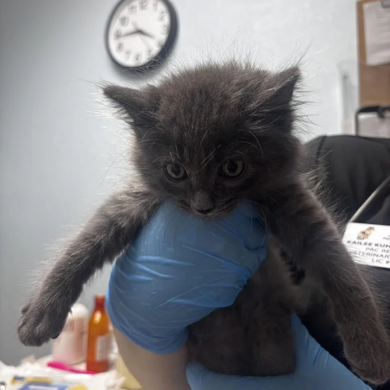 A baby small-sized male Domestic Long Hair cat named Skittles for adoption in Riverside, CA