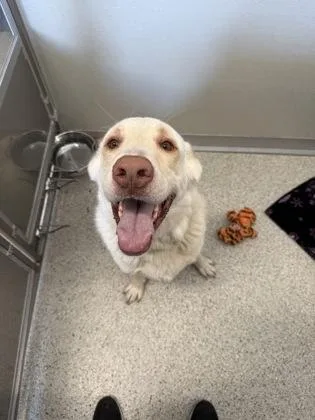 An adult large-sized male Labrador Retriever dog named Oliver for adoption in Pequot Lakes, MN