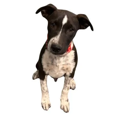 A young medium-sized male Catahoula Leopard Dog dog named Blake for adoption in Red Bluff, CA