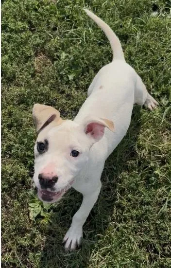 A young medium-sized female White / Cream Pit Bull Terrier dog named Meg for adoption in Chillicothe, MO