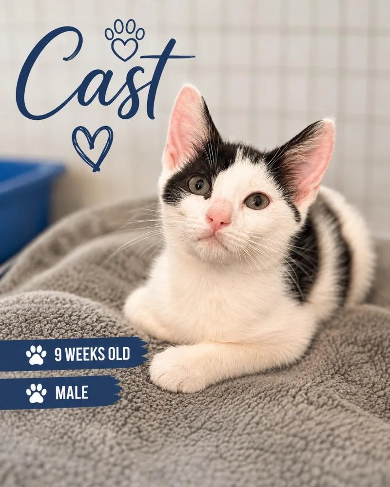 A baby medium-sized male Domestic Short Hair cat named Cast for adoption in Kingsland, GA