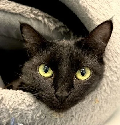 A young small-sized female Black Domestic Short Hair cat named Phoenix for adoption in Fernandina Beach, FL