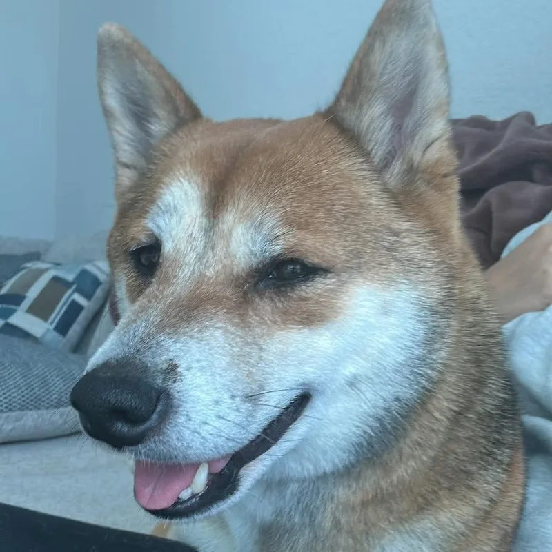 An adult medium-sized female Yellow / Tan / Blond / Fawn Shiba Inu dog named Kalisey for adoption in Tampa, FL