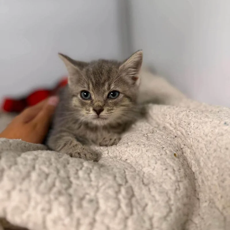 A baby small-sized male Brown / Chocolate Domestic Short Hair cat named Opie In Burke for adoption in Alexandria, VA