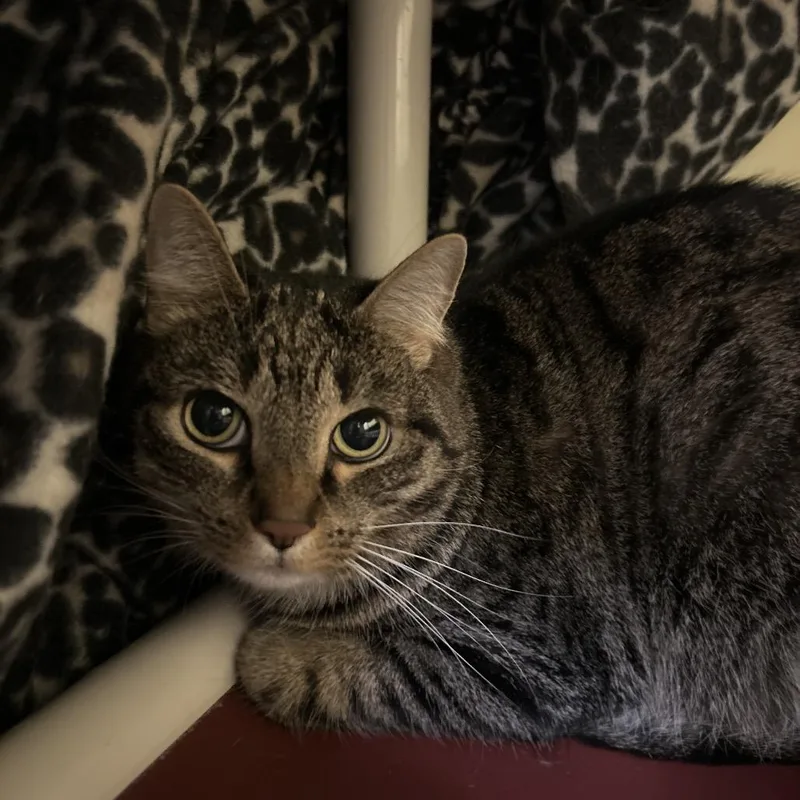 An adult large-sized male Buff / Tan / Fawn Domestic Short Hair cat named Squeaky for adoption in Bedford, NH