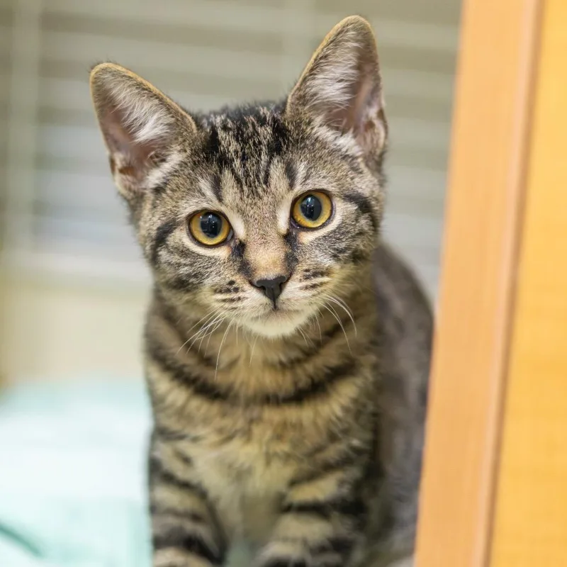 A baby small-sized female Domestic Short Hair cat named Grandma Jr. for adoption in Newark, DE
