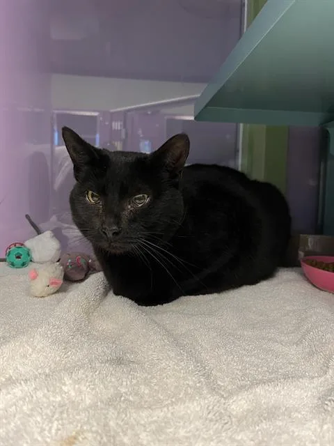 An adult medium-sized female Domestic Short Hair cat named Precious Ruby for adoption in Santa Cruz, CA