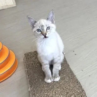 Peanut thumbnail 3