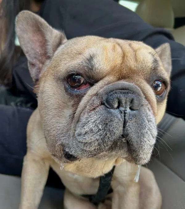 Petey