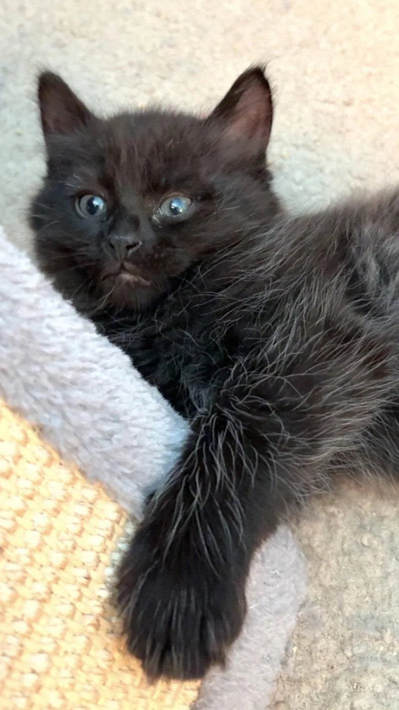 Fluffy