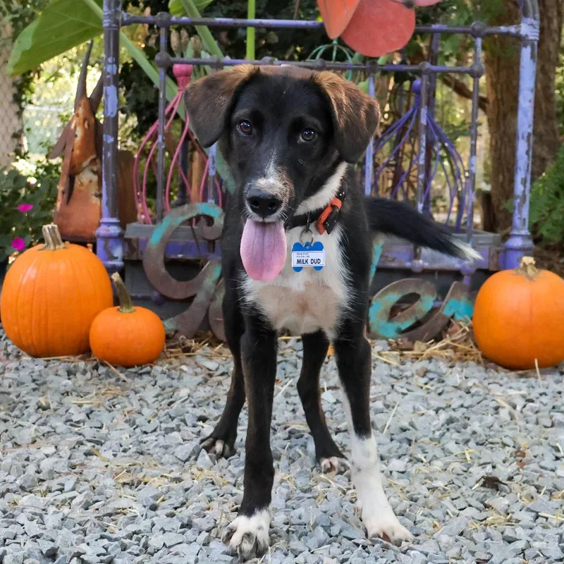 A young medium-sized male Retriever dog named Milk Dud for adoption in Wake Forest, NC