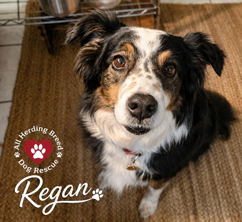 An adult medium-sized female Tricolor (Brown, Black, & White) Australian Shepherd dog named Ragan for adoption in Joliet, IL