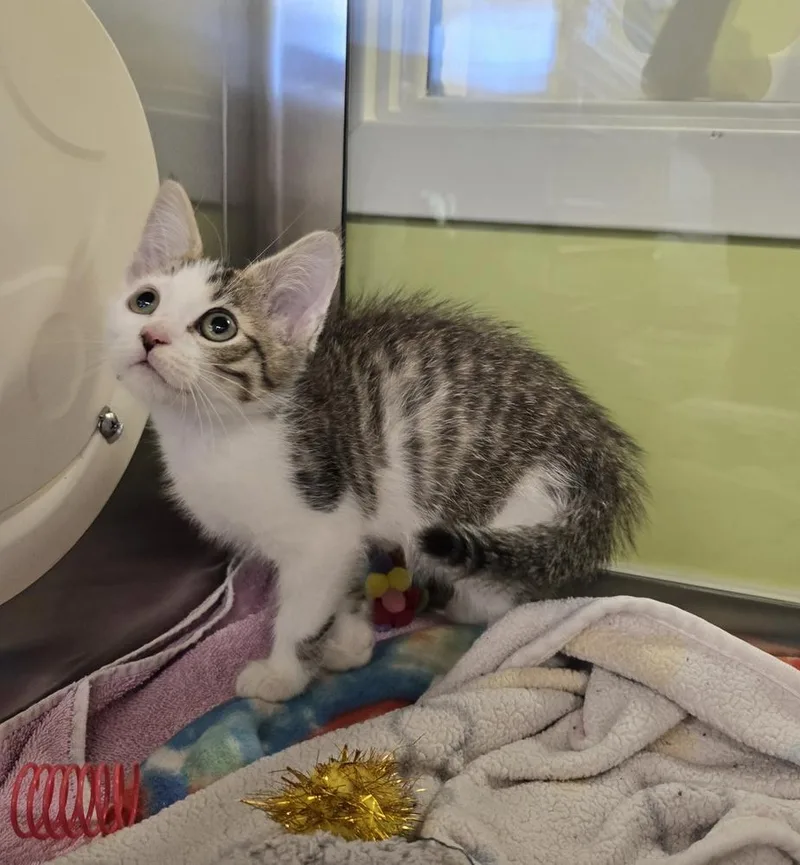 A baby small-sized male Domestic Short Hair cat named Charlie for adoption in Dickson, TN