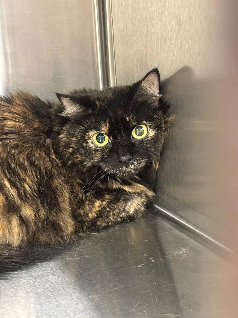 An adult large-sized female Domestic Long Hair cat named Flower for adoption in Greenfield, IN