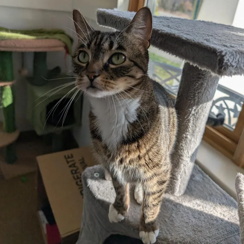 An adult medium-sized female Brown / Chocolate Domestic Short Hair cat named Beanie for adoption in Thomaston, ME