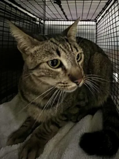 An adult large-sized male Domestic Short Hair cat named Tigger for adoption in San Pedro, CA