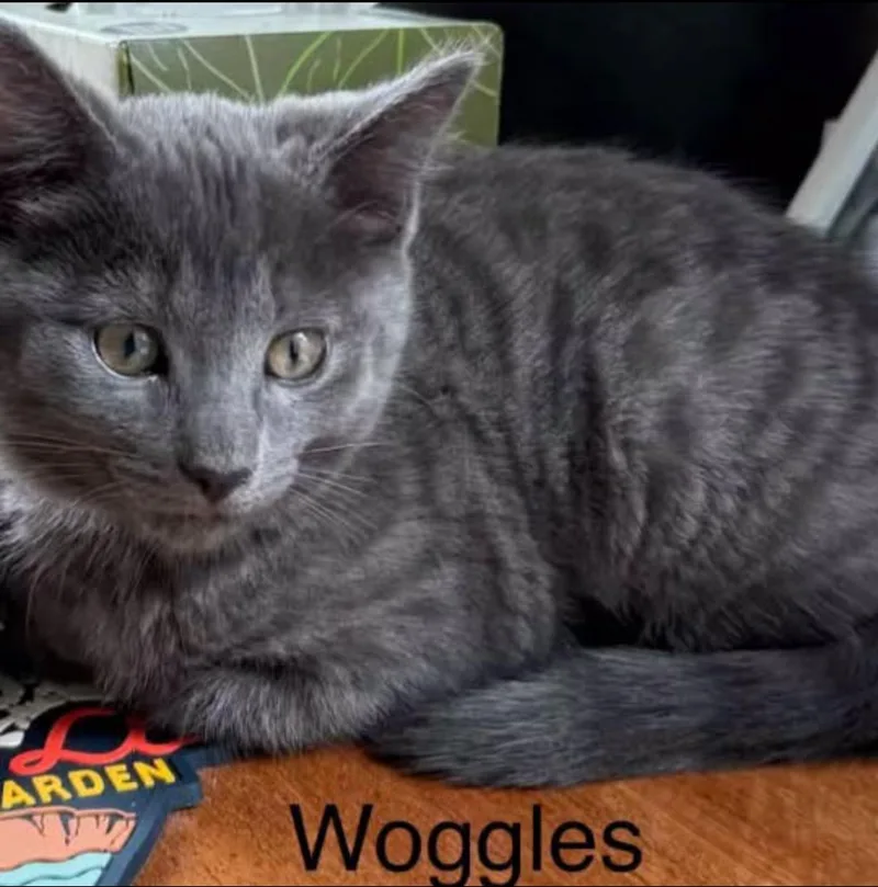 Woggles thumbnail 2