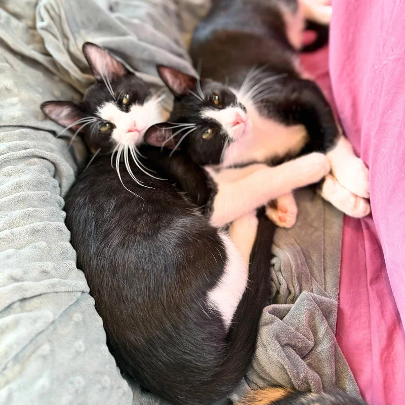A baby medium-sized male Black & White / Tuxedo Domestic Short Hair cat named Clyde Drexler & Chili for adoption in Brooklyn, NY