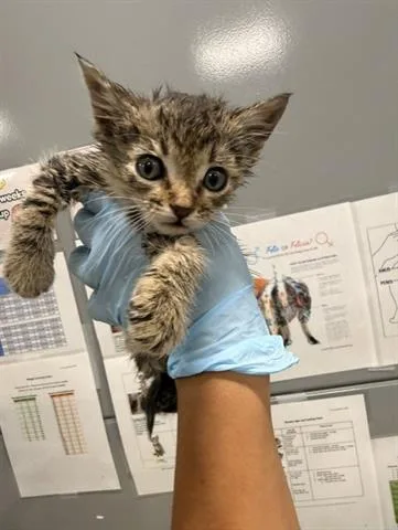 A baby small-sized female Domestic Medium Hair cat named Blue Collar for adoption in San Martin, CA