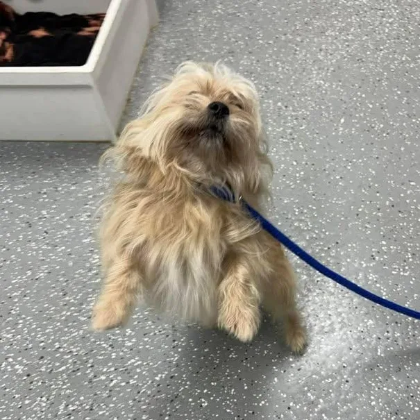 Coco