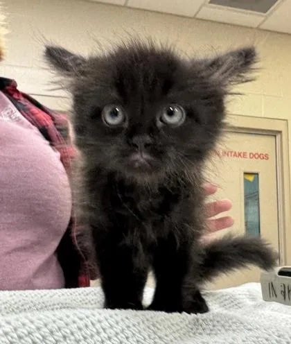 A baby small-sized female Domestic Long Hair cat named Squirtle for adoption in Fishers, IN