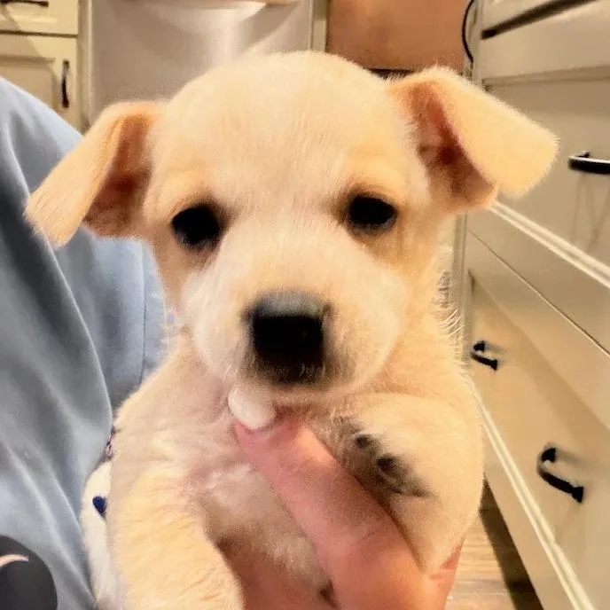 A baby small-sized male Yellow / Tan / Blond / Fawn Mixed Breed dog named Johnny for adoption in Midland, TX
