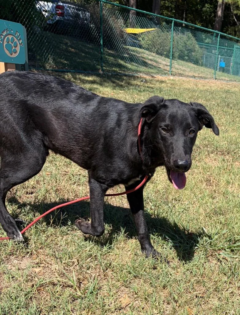 A baby large-sized male Labrador Retriever dog named Benson for adoption in Little Rock, AR