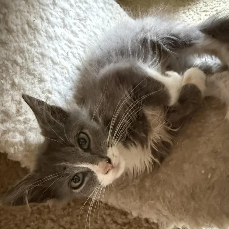 Tom