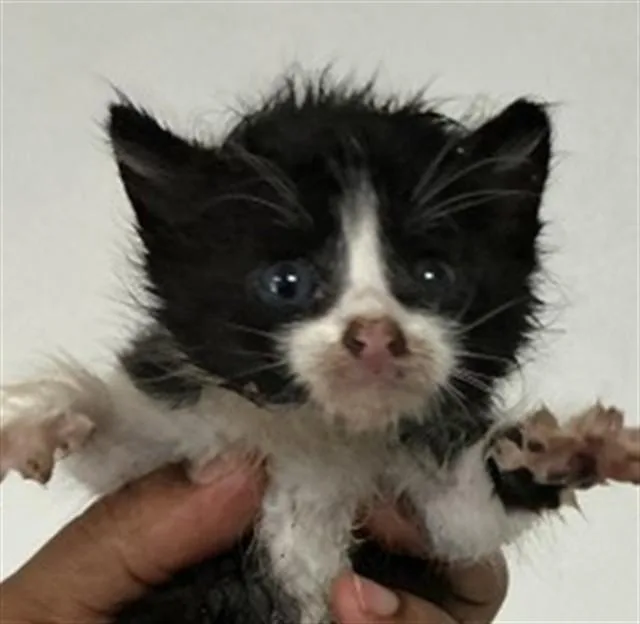 A baby small-sized male Domestic Short Hair cat named Calum for adoption in San Bernardino, CA