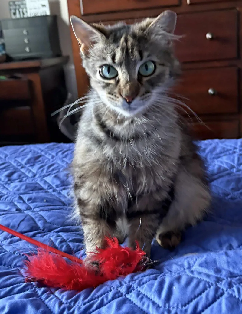 An adult medium-sized female Domestic Long Hair cat named Donut for adoption in San Jose, CA