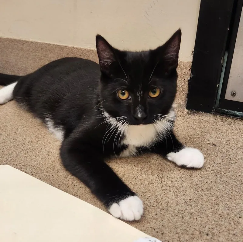 A baby medium-sized male Domestic Short Hair cat named Korg for adoption in Elmsford, NY
