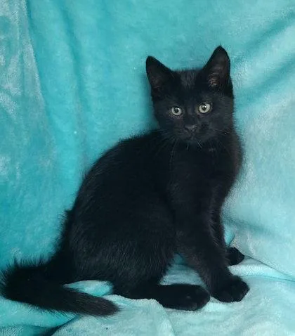 A baby medium-sized male Domestic Short Hair cat named 7051 (Idol) for adoption in Lake City, MI