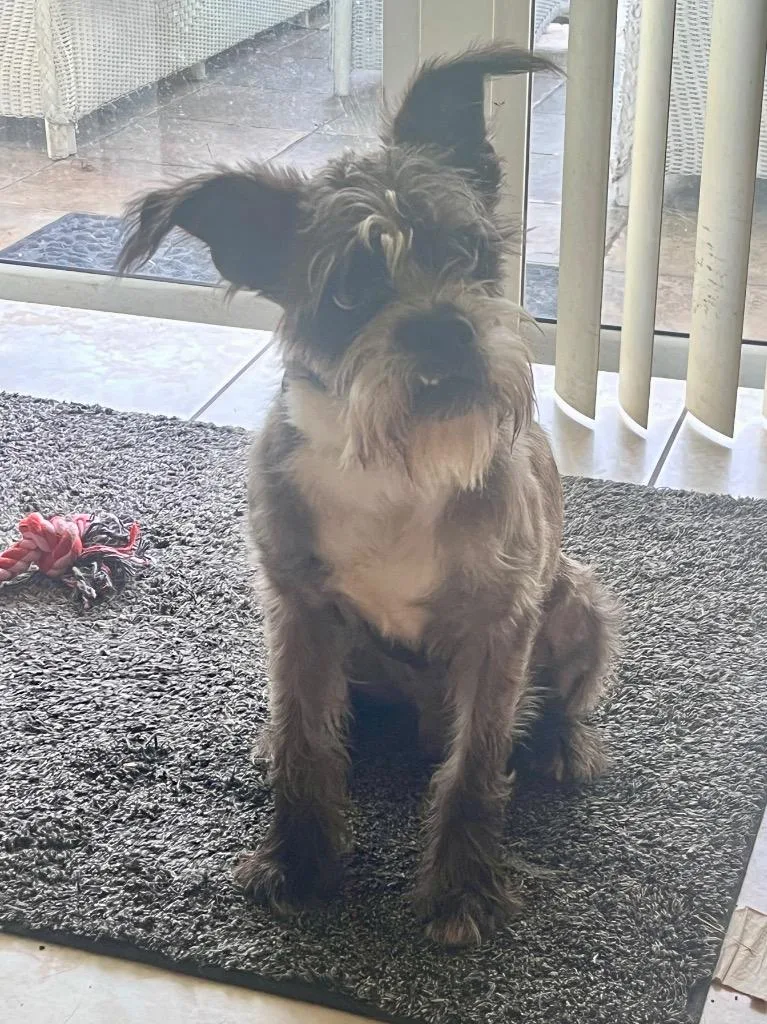 An adult small-sized male Terrier dog named Bo for adoption in Gorham, ME