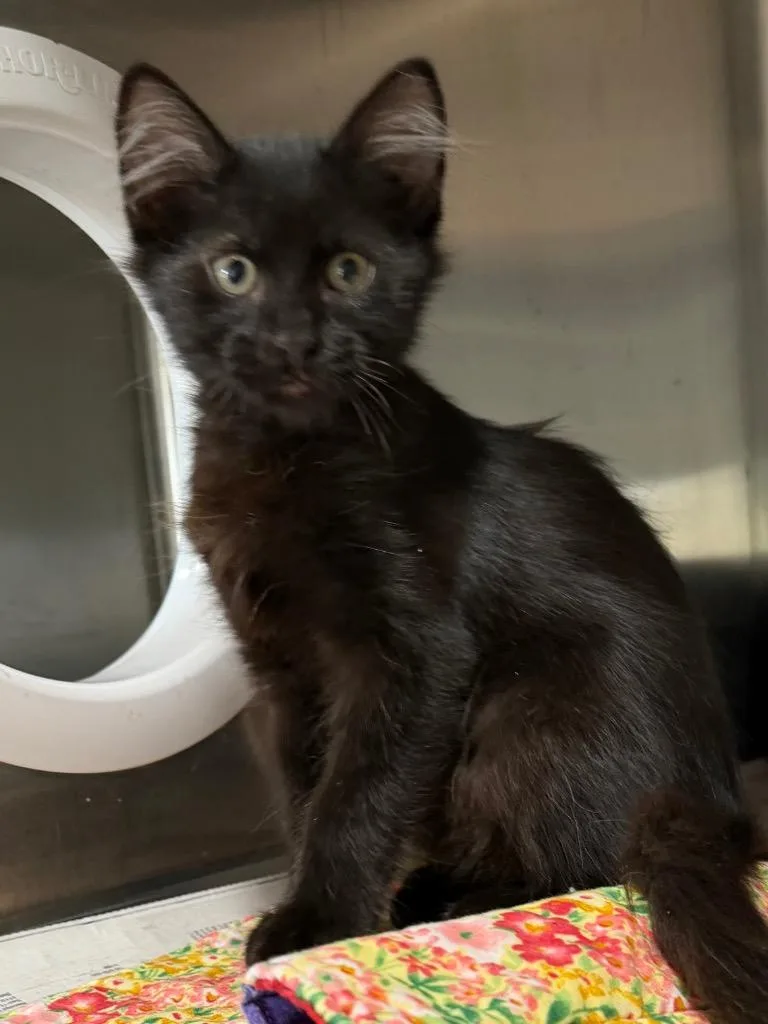 A baby small-sized male Domestic Long Hair cat named Miles for adoption in Brookhaven, MS