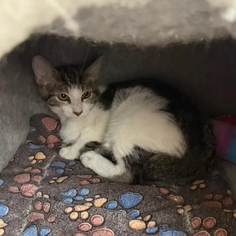 A young small-sized male Brown / Chocolate Domestic Short Hair cat named Larry for adoption in Hemet, CA