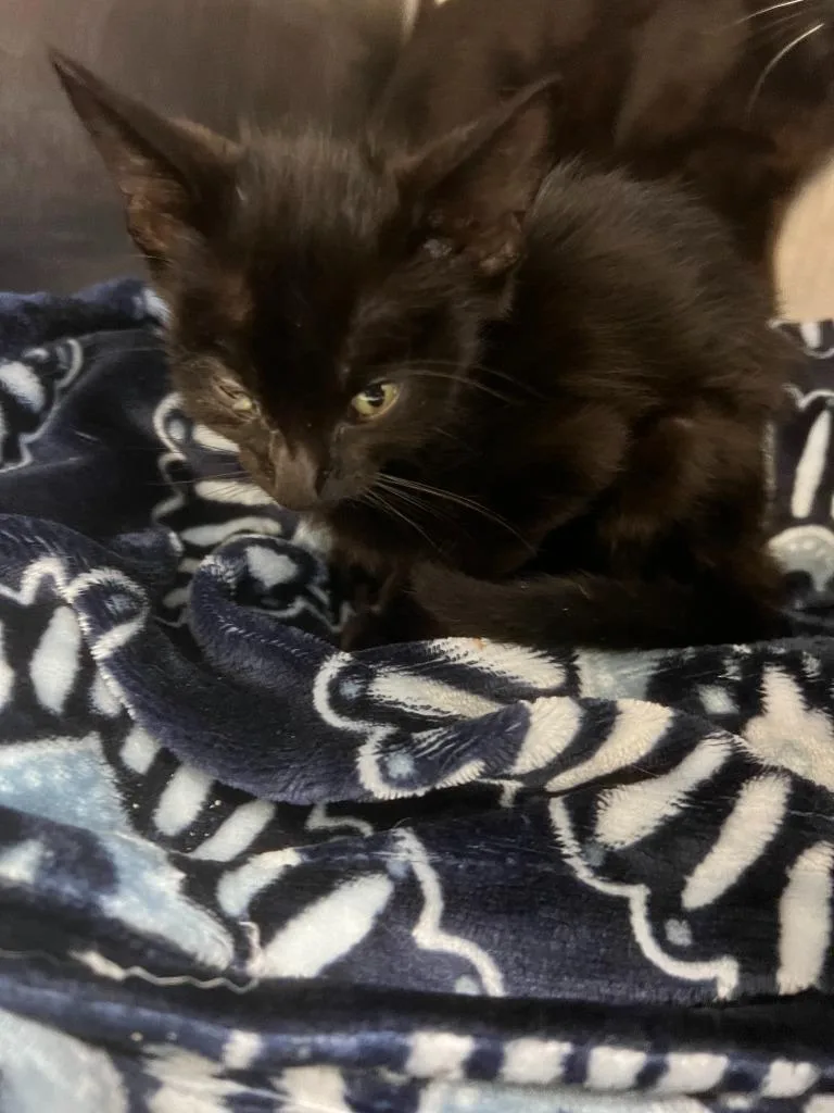 A baby medium-sized female Domestic Short Hair cat named Morrigan for adoption in Richland Hills, TX