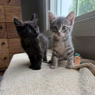 A baby small-sized male Black Domestic Medium Hair cat named Sax for adoption in South Elgin, IL