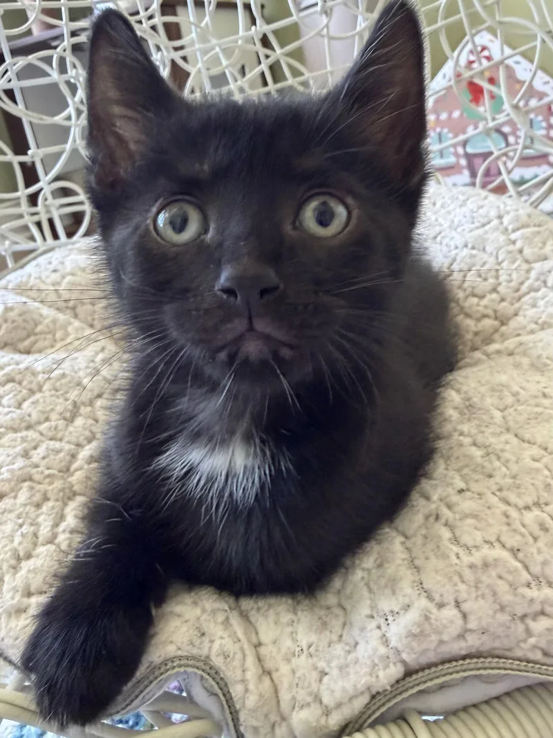 A baby medium-sized male Black Domestic Short Hair cat named Insider Trading for adoption in Trenton, NJ