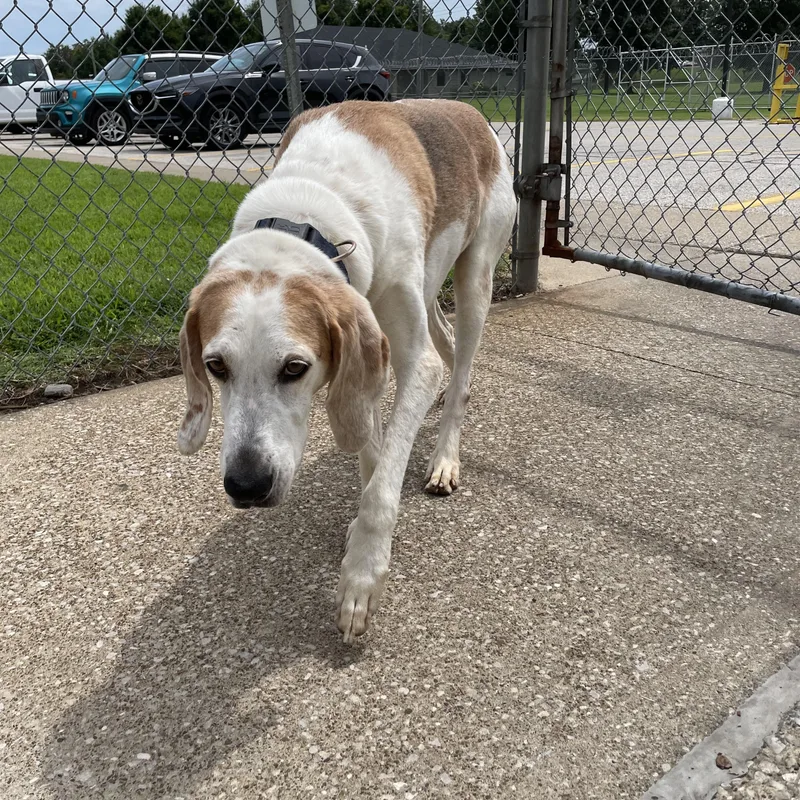 A senior medium-sized male Coonhound dog named Freddy for adoption in Owensboro, KY